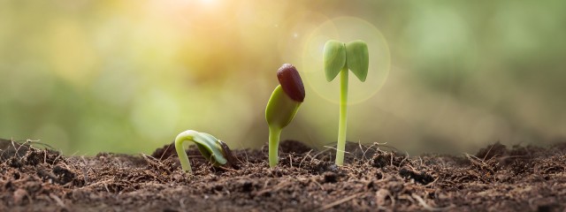 Plants Growing